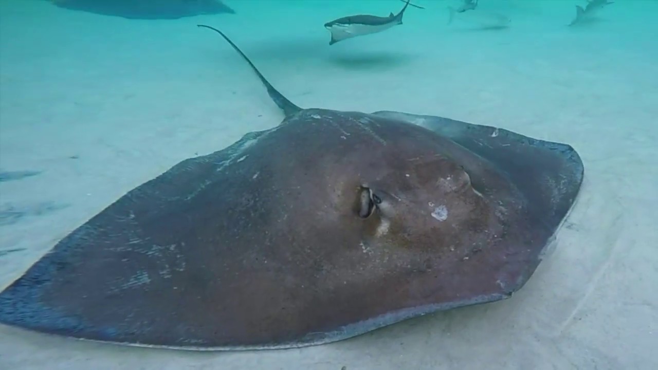 353 Snorkeling with Stingrays in Grand Reef, Discovery Cove, Orlando FL