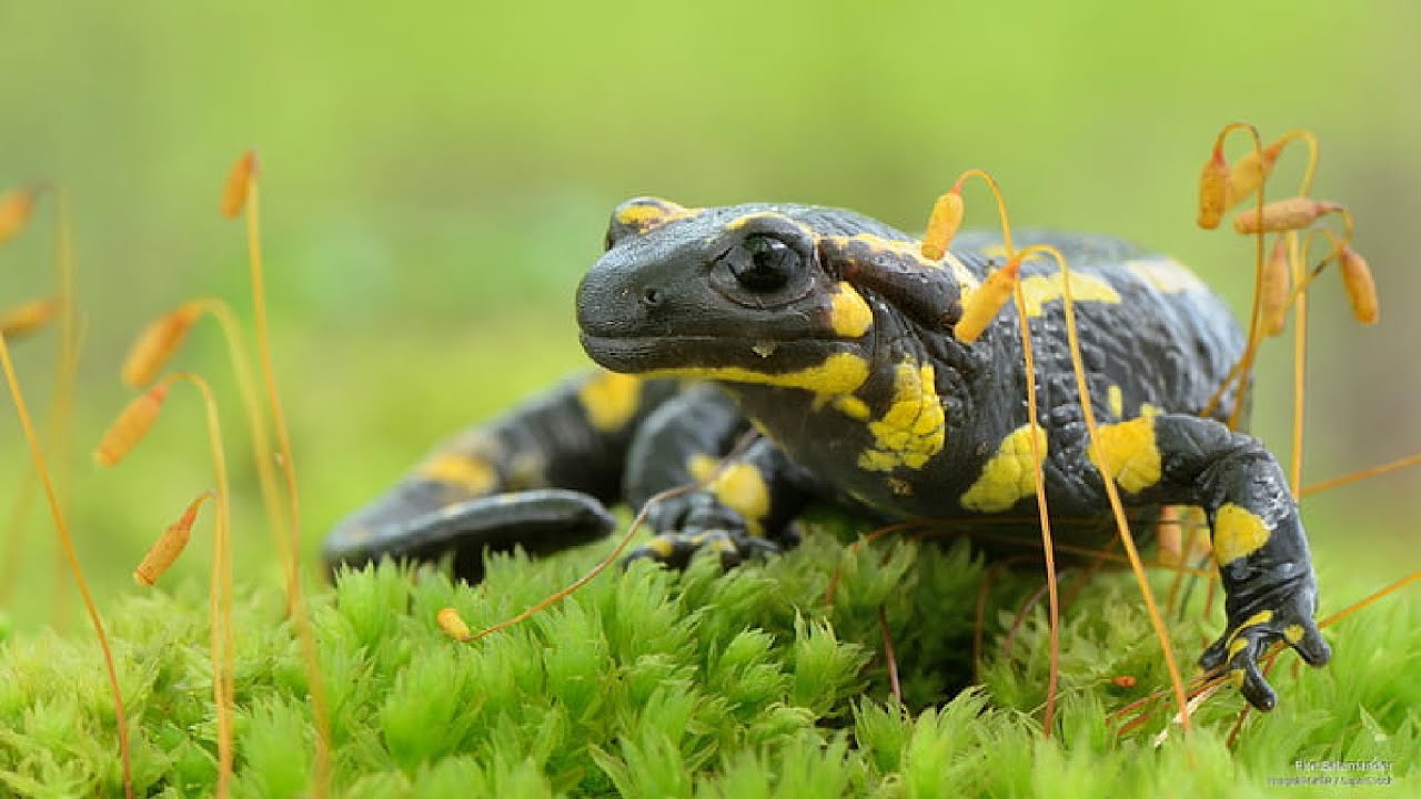 5 Salamander Facts | Where do salamanders live? | Are salamanders dangerous?