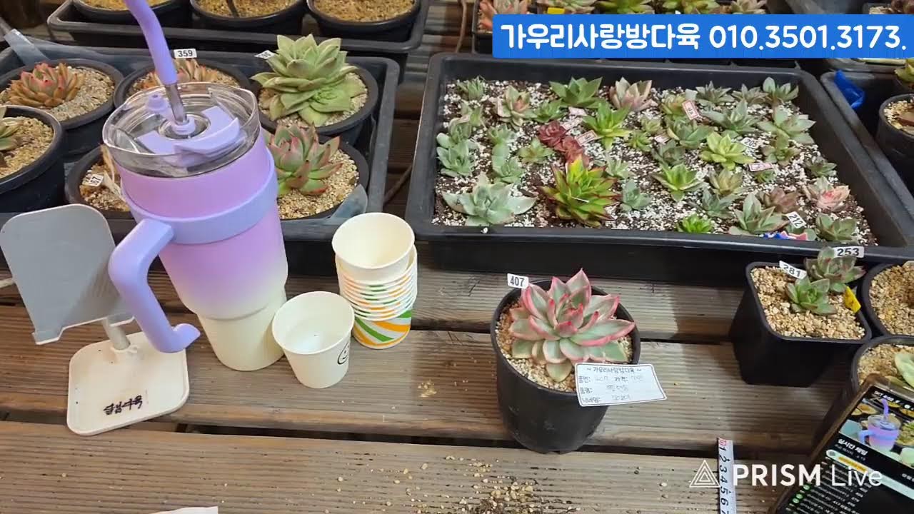 (3.11.수) 가우리사랑방다육 #금다육 #식물 #흙 #라이브 방송