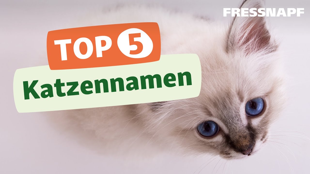 Top 5 Katzennamen