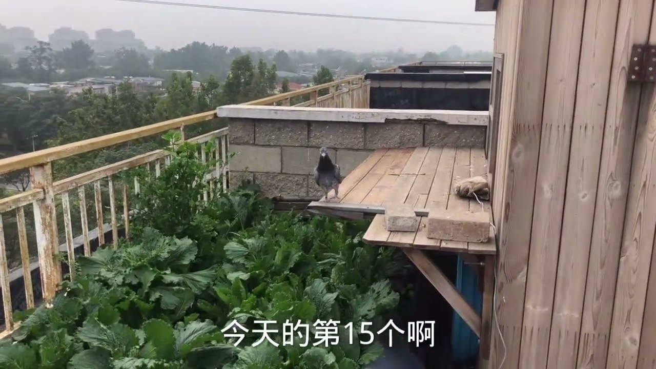 260公里一路雨，全会赛鸽3600只回来140。放了27只，过山车的感觉