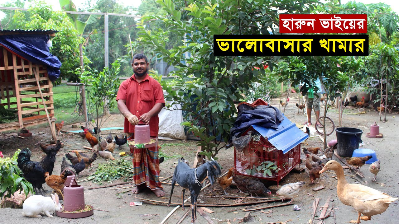 হরুন ভাই কাজ করতেন অন্যের ফার্মে এখন নিজেই গড়ে তুলেছেন ভালোবাসার দেশি মুরগির খামার | Murgi palon