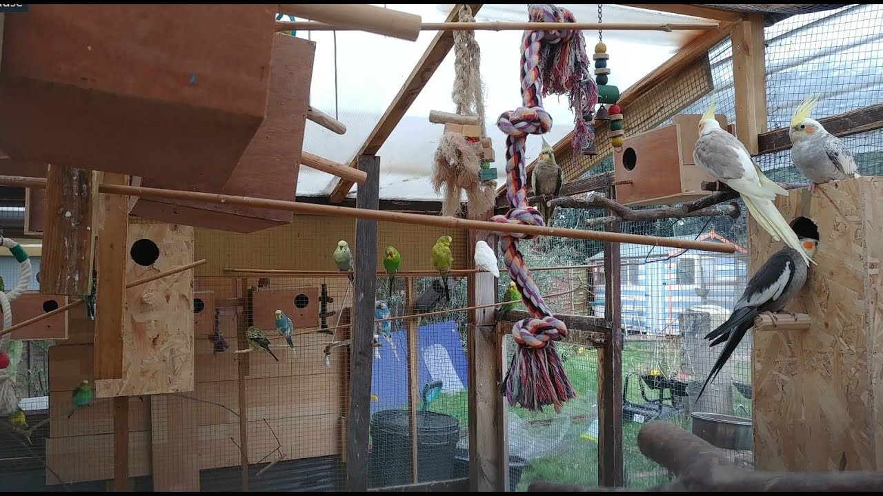 Live Cockatiel and Budgie Aviary - babies peeking :)