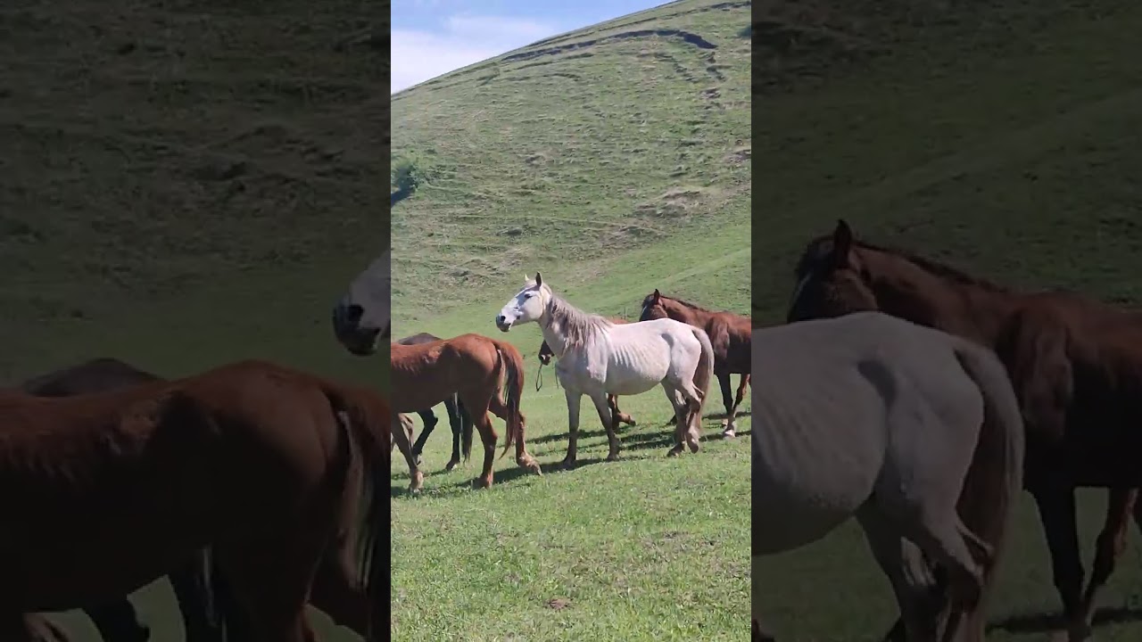 Польша уйурго #байтв #улуттукспорт #тулпар #нурспорт#ангуст #horse #гисар #умаркг #кокбору #полша