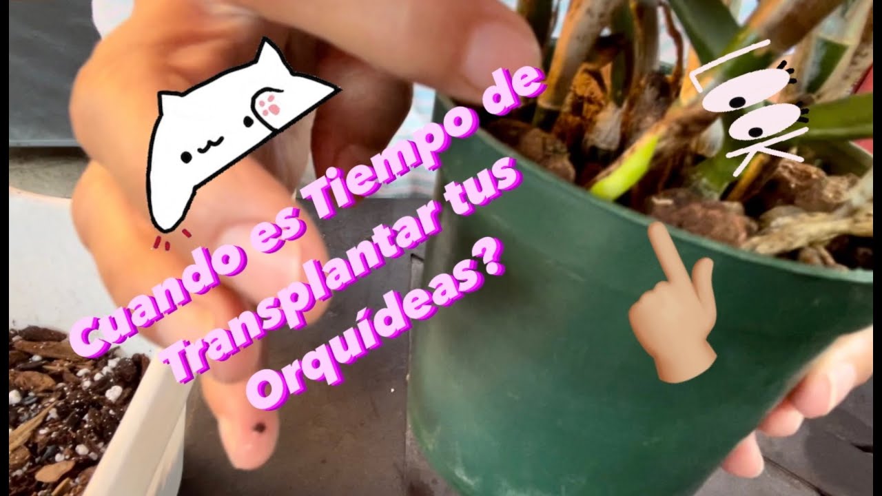 ✅Cuando es Tiempo de Transplantar tus Orquídeas (Orchids)⁉️🪴👀