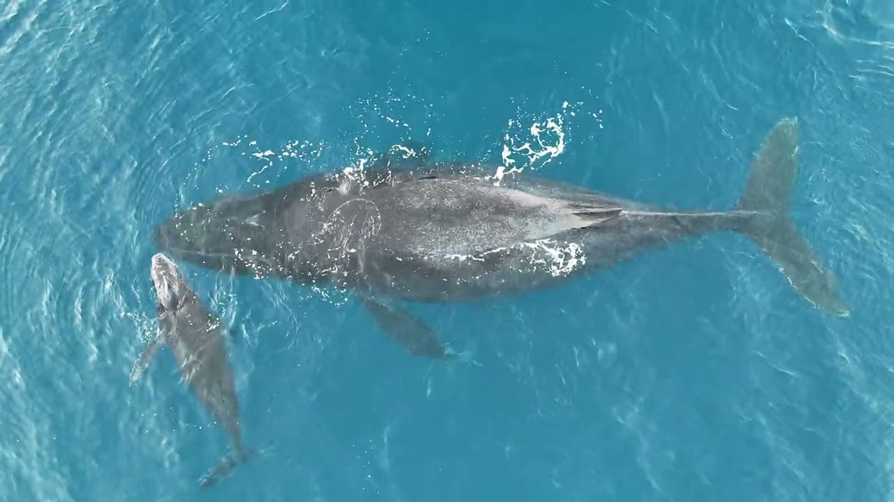 Behind the Lens Series - Whales in Wailea, Maui
