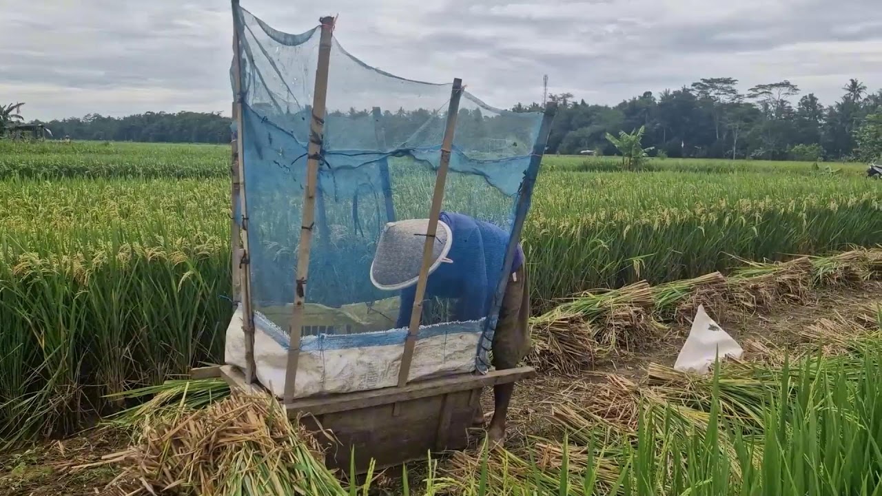 SIMPLE YET FAST TECHNIQUE: HOW SMART FARMERS THRESH RICE WITHOUT MACHINES!-agriculture farming