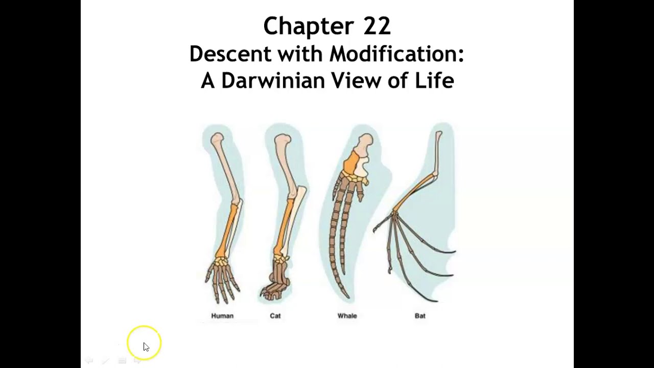 Unit 6 Evolution #1: Chapter 22 Descent with Modification: A Darwinian View of Life