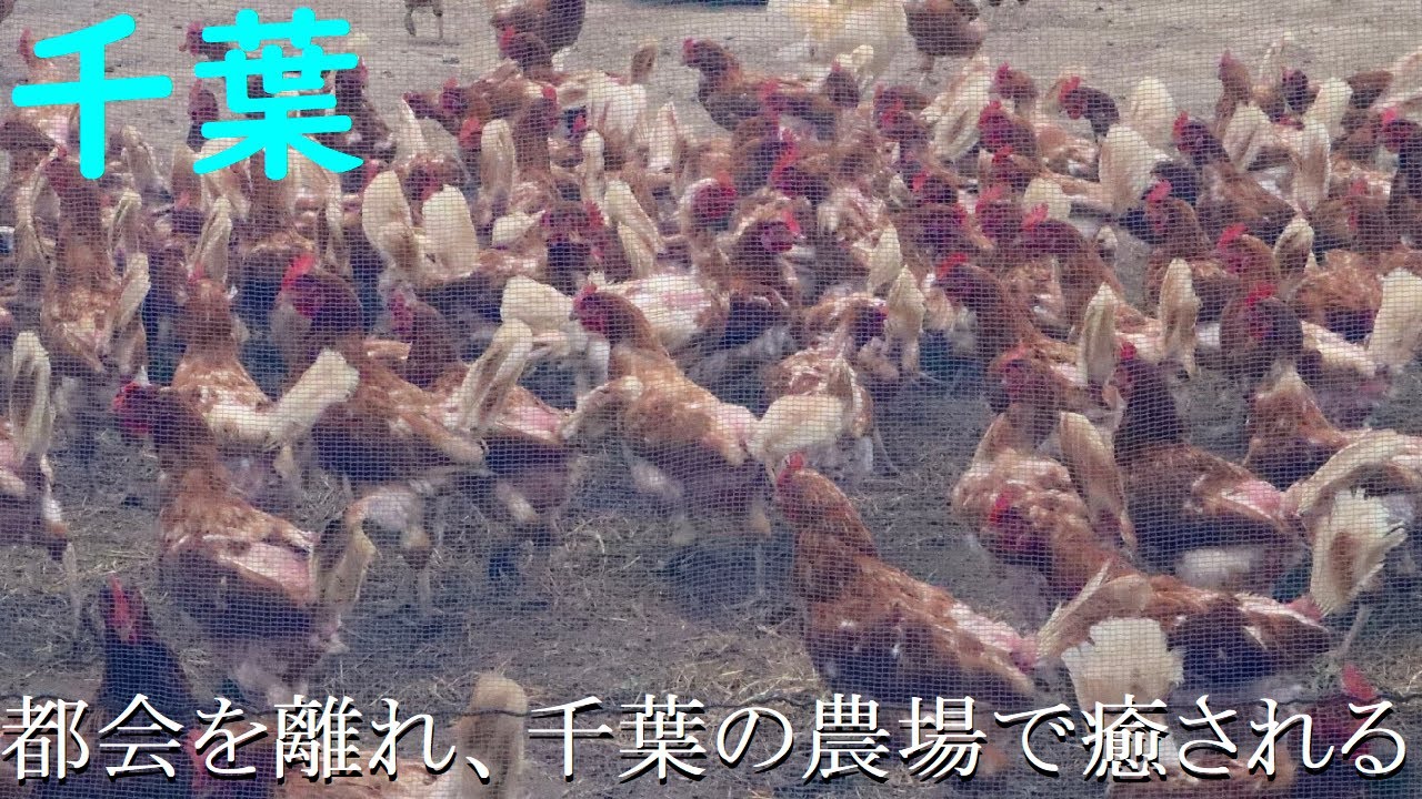 【千葉】アートと自然に浸れる場所・クルックフィールズに行ってきた！【人気観光スポット】