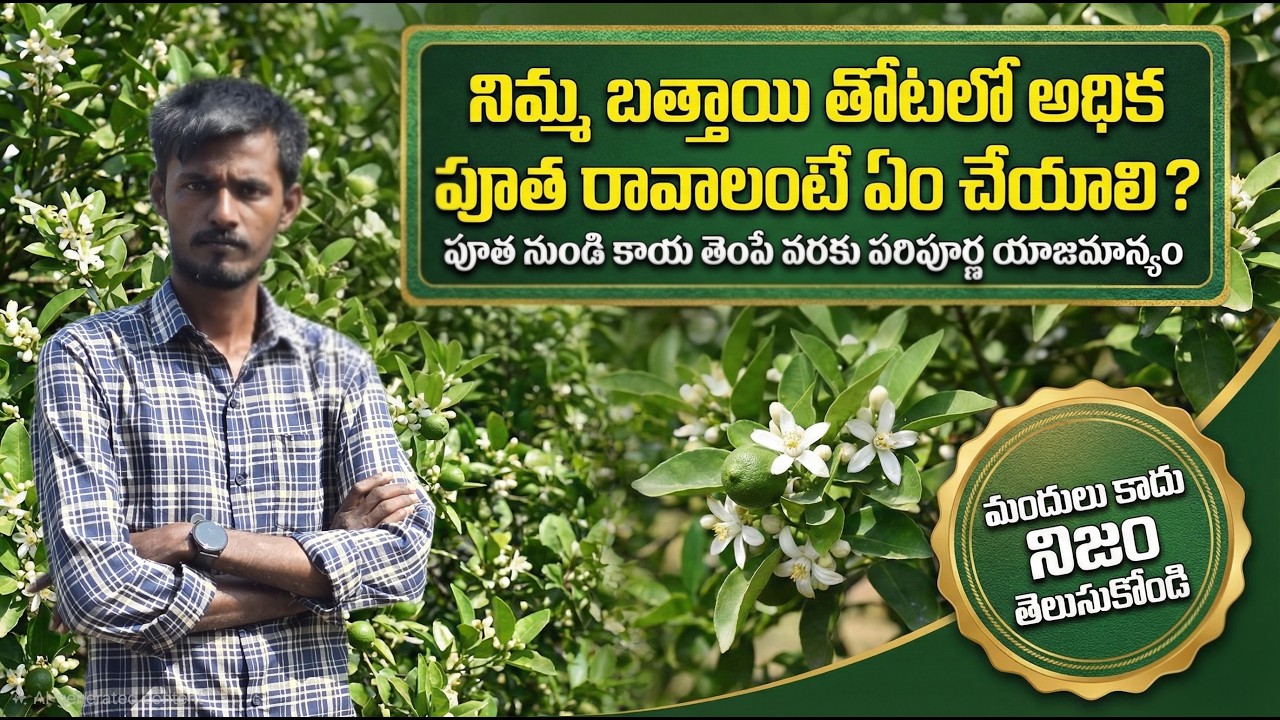 🍋 2026లో నిమ్మ, బత్తాయి సాగు: పూత నుండి కాయ వరకు సైంటిఫిక్ పద్ధతులు & మందుల వివరాలు | @RythuBadi
