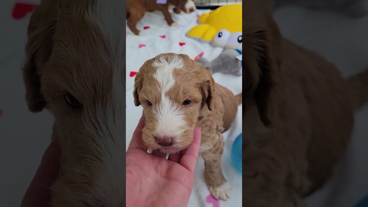4 week pupdate- Ellianna and Ollie Girls and boys