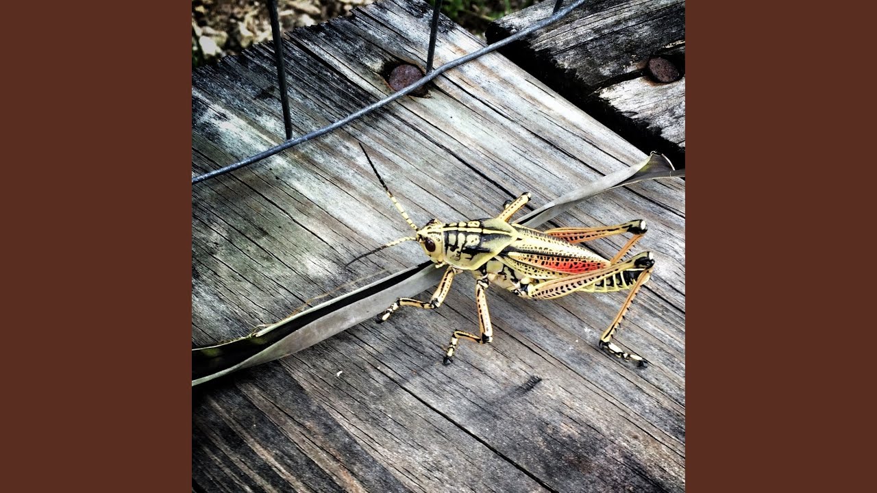 Swamp Fly
