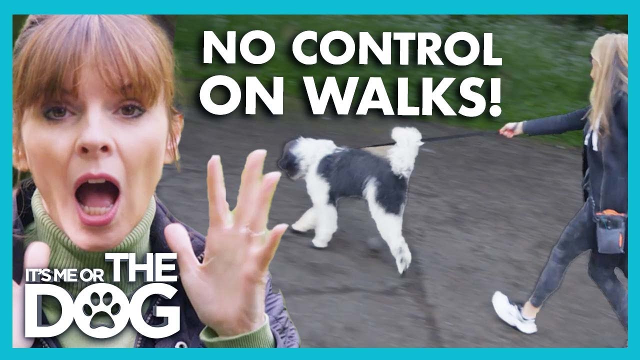Victoria tackles Labradoodle's Leash Pulling Problem | It&rsquo;s Me or The Dog