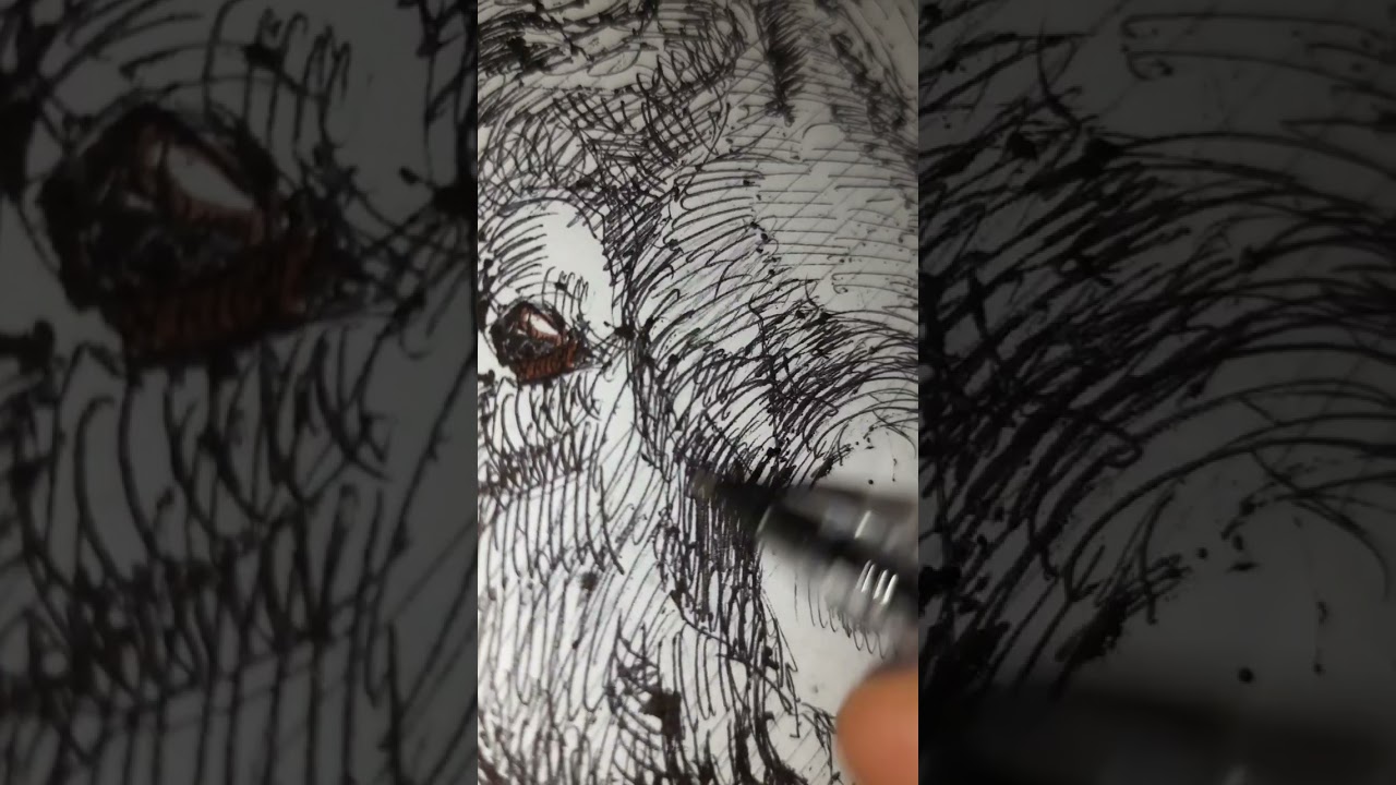 #big #horn #sheep #drawing #quick #sketch #art #hatching #love #ink #july #nature #environment #sci