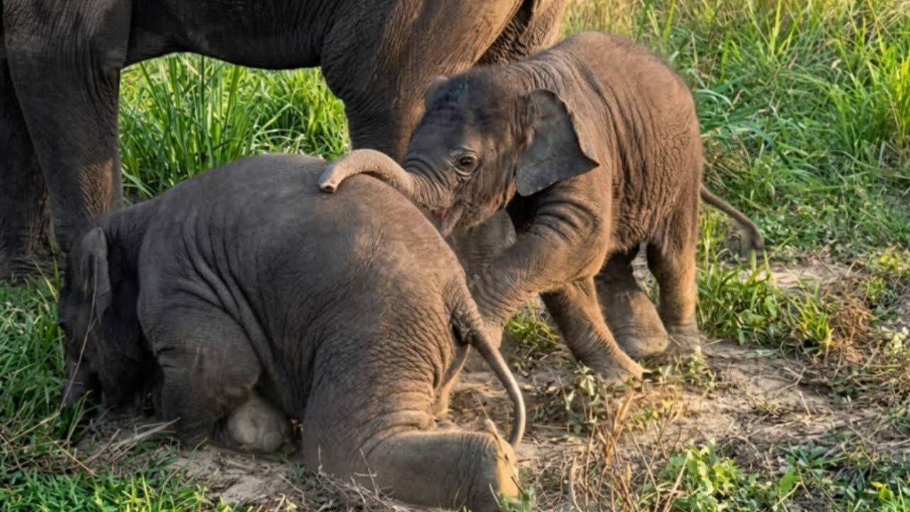 Try Not to Laugh: Adorable Baby Elephant Wrestling!