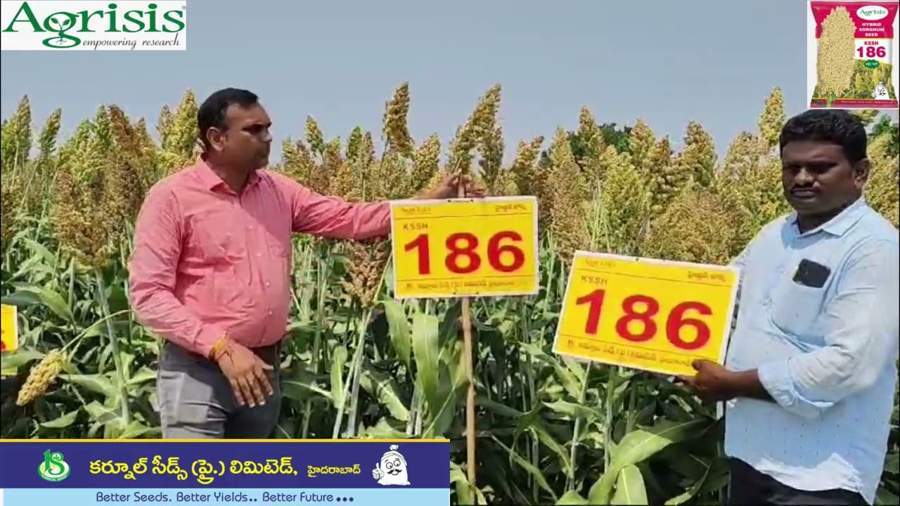 Kurnool Seeds Hybrid Jowar : KSSH-186 #highyielding #hybridsorghum #hybridjowar #farming #agri