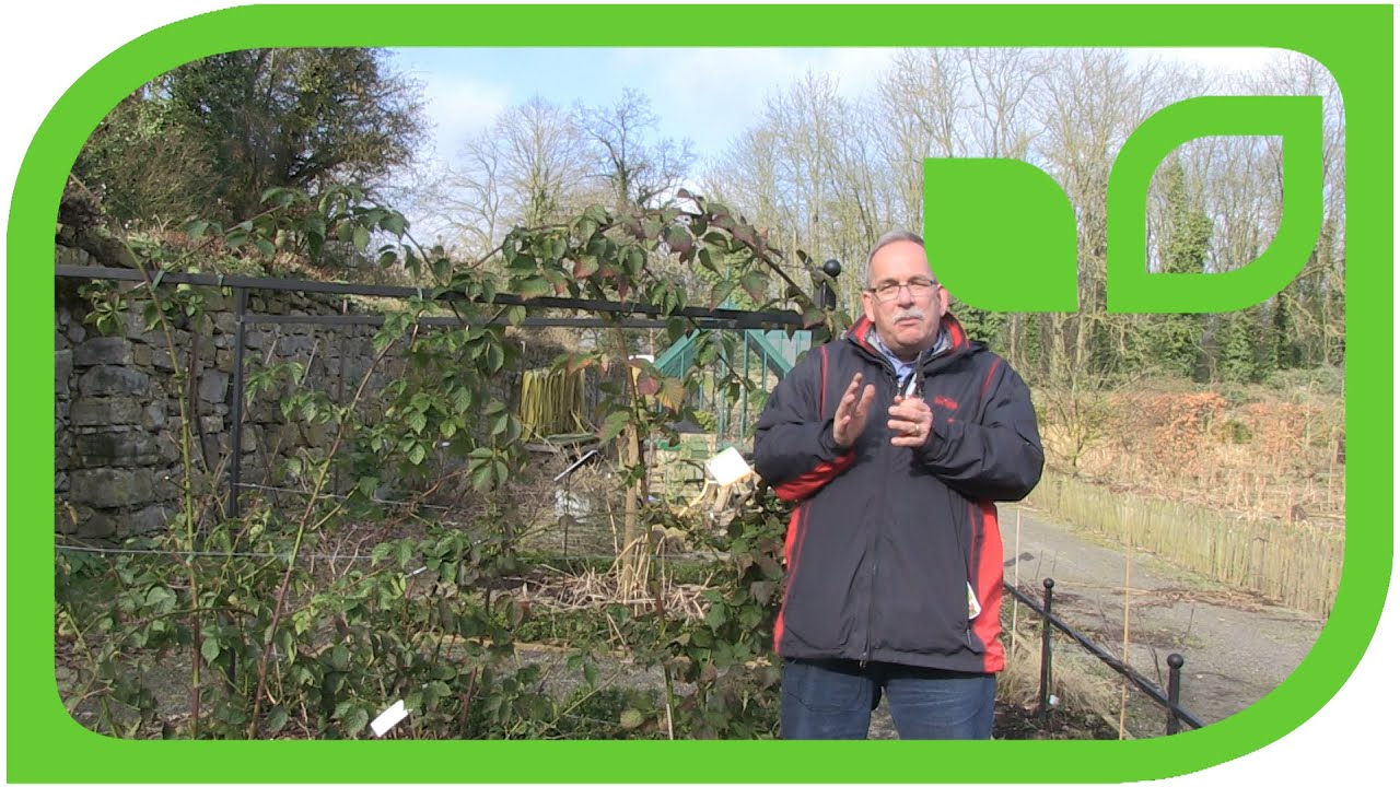 How to Prune a Navaho Blackberry Bush?