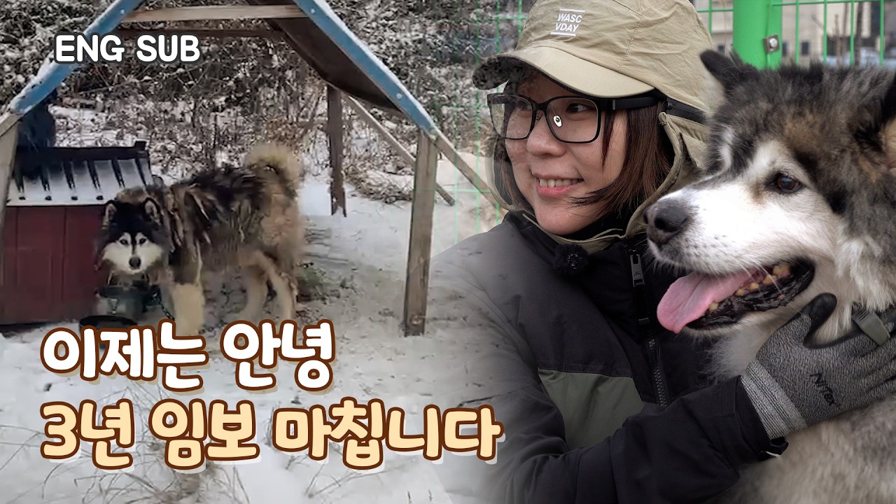 [EN] 다가온 이별의 순간...유기견 말라뮤트 귀요미가 드디어 입양갑니다 | 귀요미 EP.9