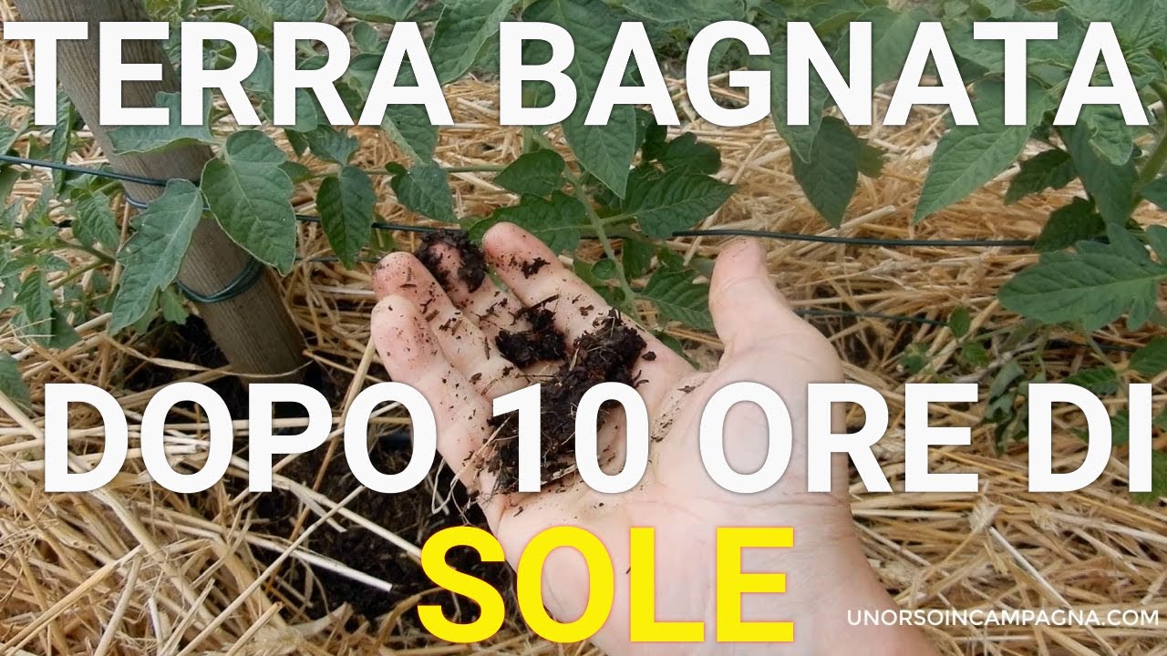 Come si fa la PACCIAMATURA dell'orto con la PAGLIA