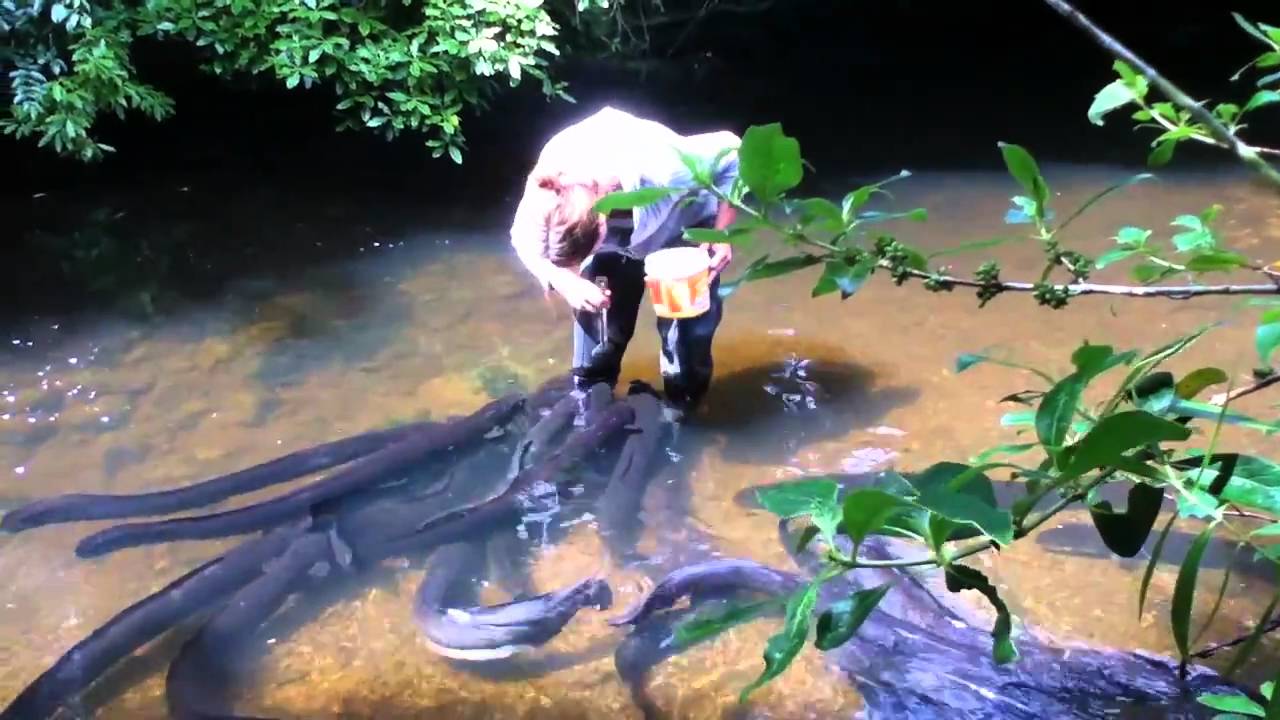Stephanie Bowman feeding eels at Pukaha