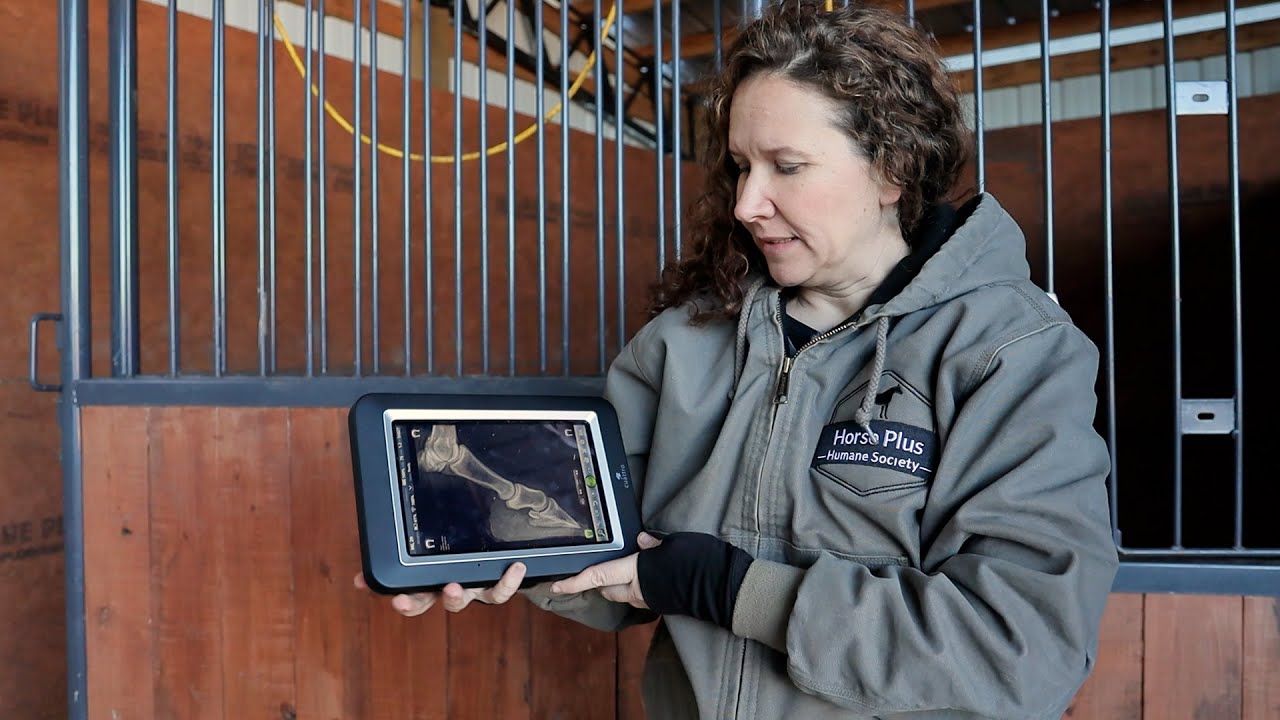 Horse Shelter Heroes - January Auction Rescue