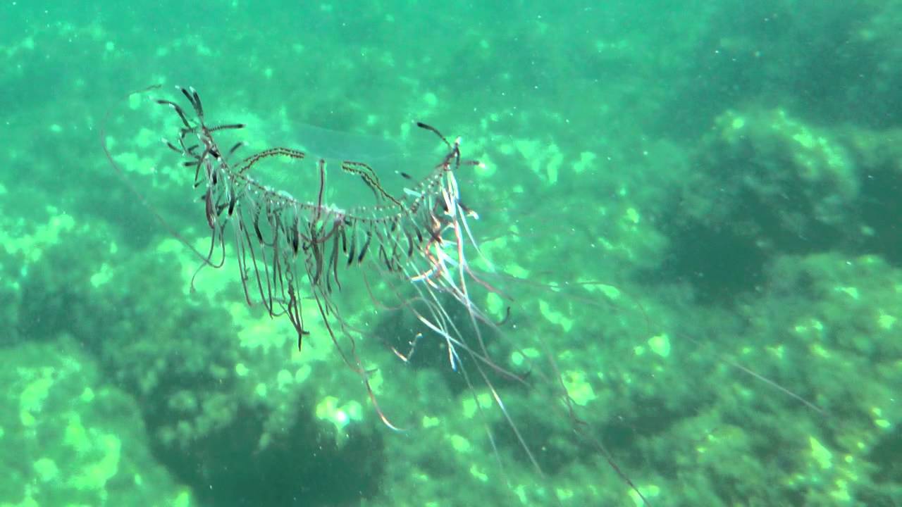 Olindias phosforica. Hidrozoo. Cnidario