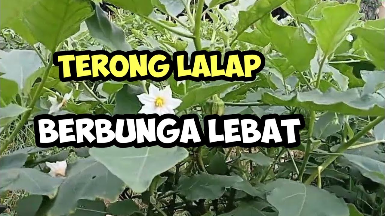 terong lalap berbunga lebat
