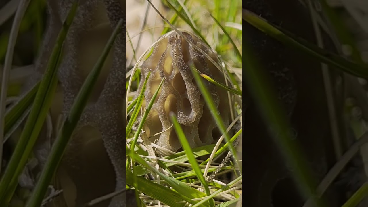 Morille conique 2024 #morilles #morchella
