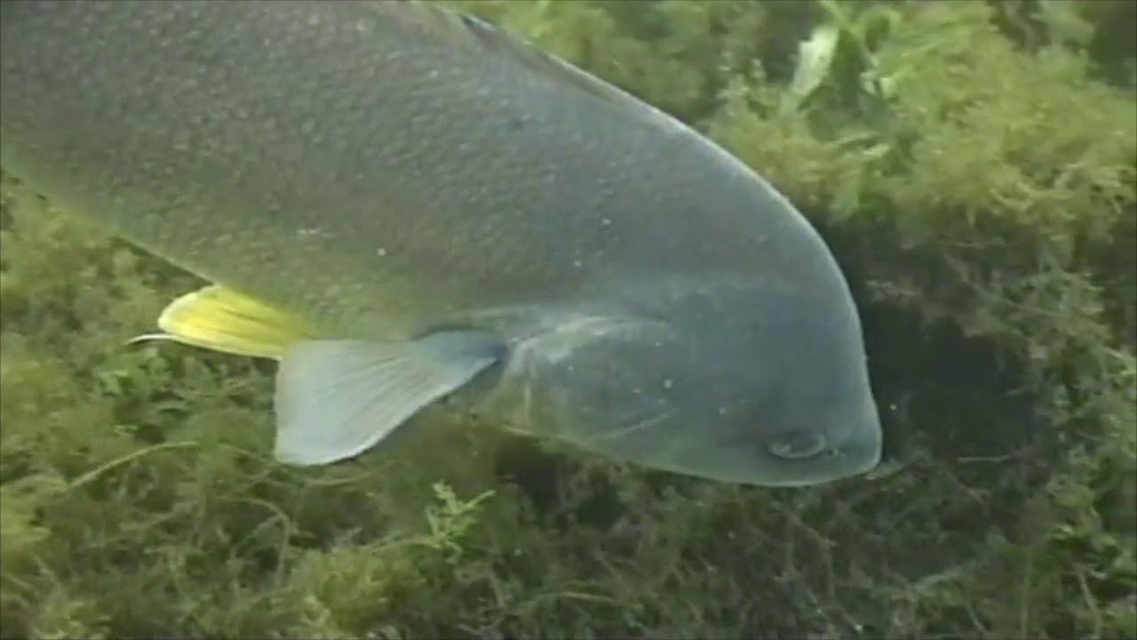 Freshwater Discovery