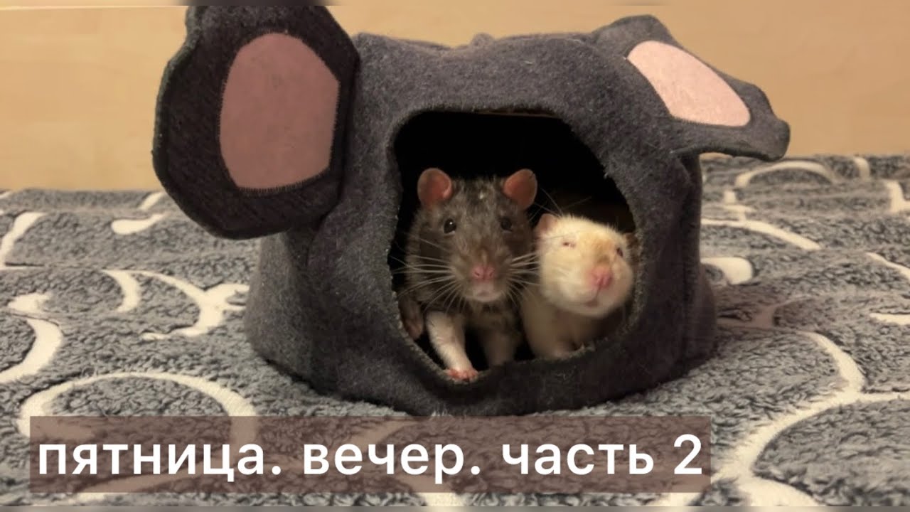 Пятница. Вечер. Часть 2. #крысы #rats 