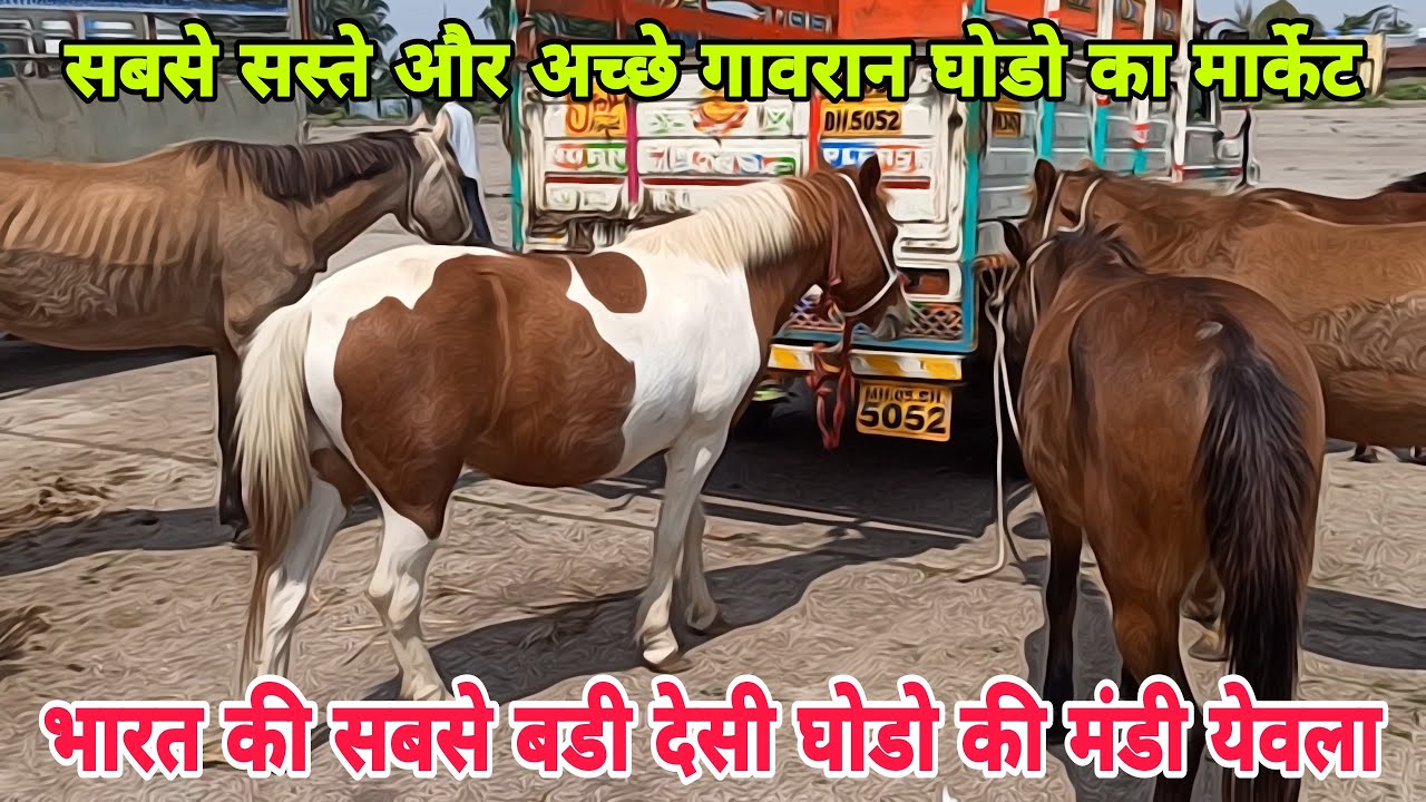 येवला मे मिल सकते है आपको सबसे अच्छे छोटे साईज की गावरान घोडे। येवला घोडा मंडी | Yeola Ghoda Mandi