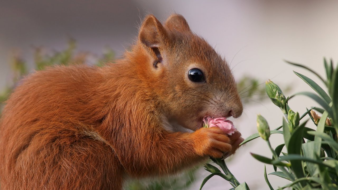 Eichhörnchen Kinder / Red squirrel offspring [HD]