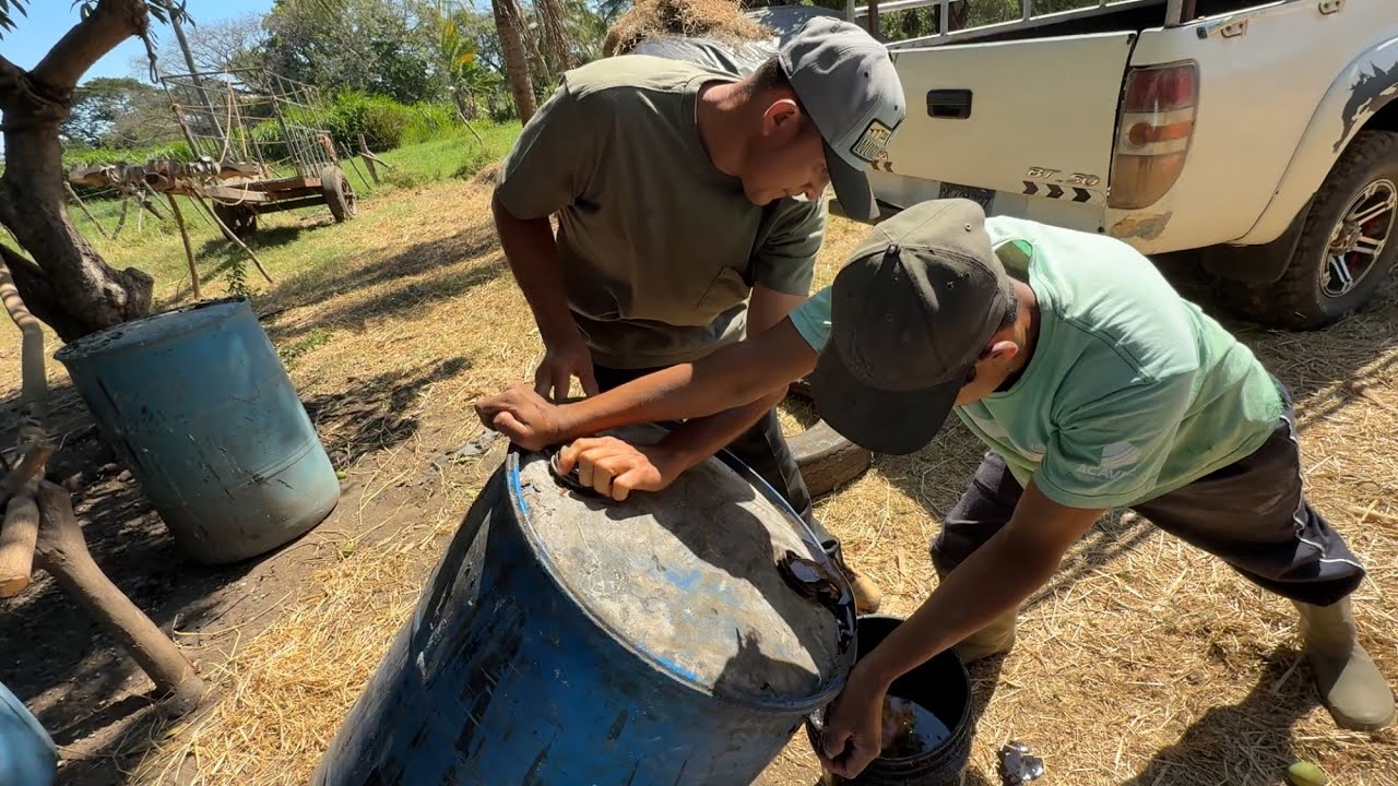 Sacando la miel nueva para hacer concentrado 