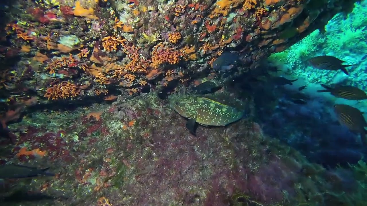 Tauchspot Isla Dragonera | Tramuntana
