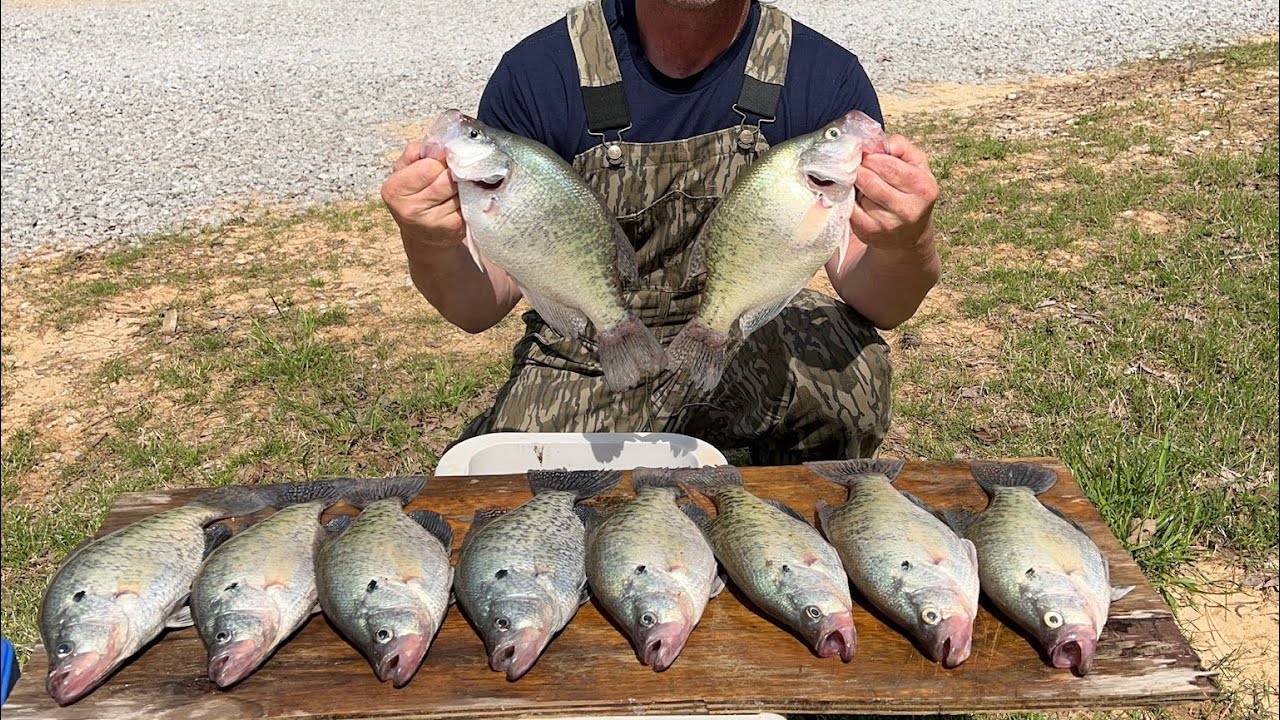 Wading for crappie Sardis lake April 9, 2025