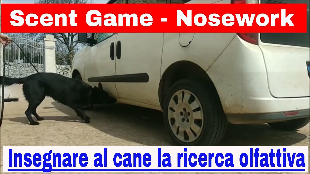 #1 Scent Game, Nosework. Insegnare al cane la ricerca olfattiva