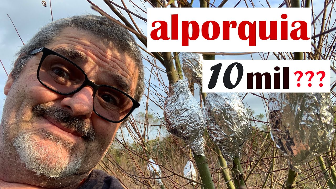 ALPORQUIA como você nunca viu!