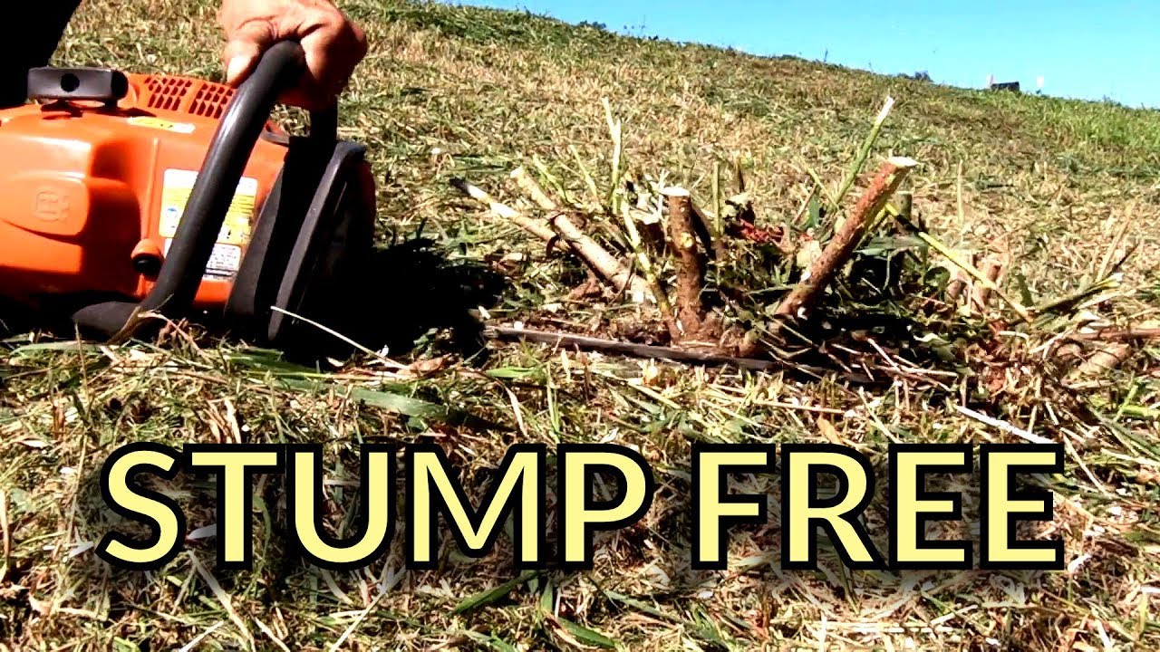 Bushwhacking What the Brush Hogging Left Behind