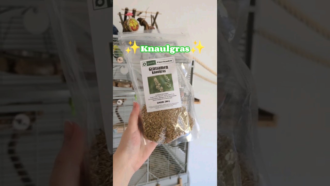 ✨Knaulgras✨ #birds #wellensittich #bird #budgies #budgerigar #cute #pet #pets #parrot #vogel #animal