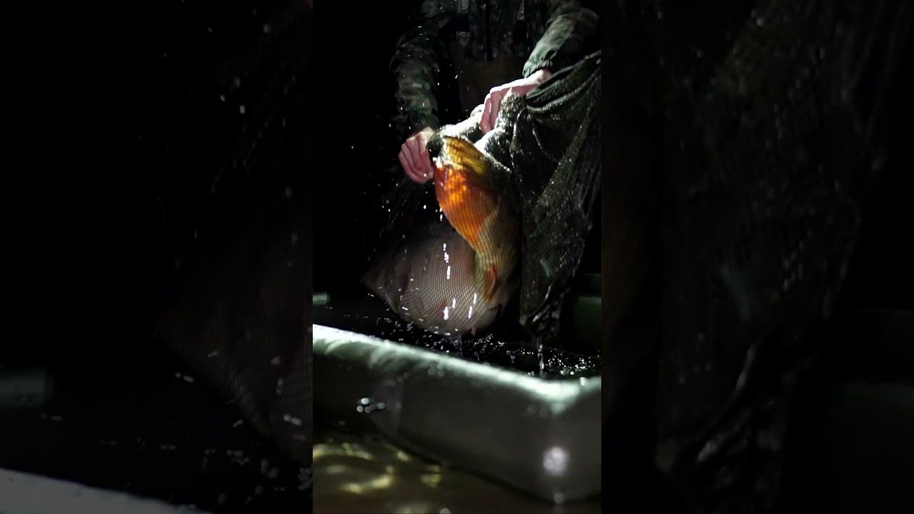 Nouveau Sanctuary Corral V2 !! 🐋