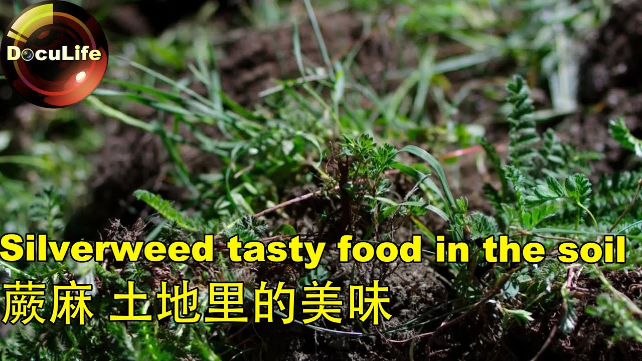Silverweed: tasty food in the soil 蕨麻：土地里的美味
