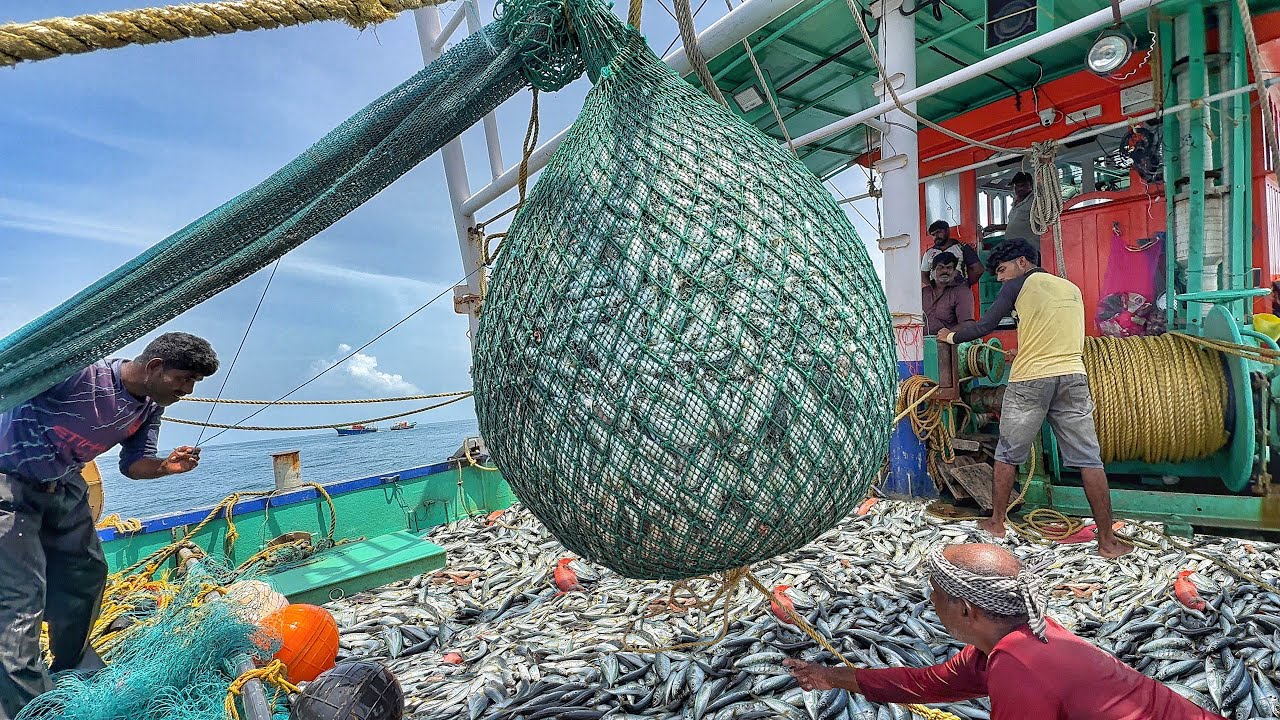 Great🤩 TONS Of Fish Caught In One Trawl Net Haul! | Trawler Net Fishing | EP-04