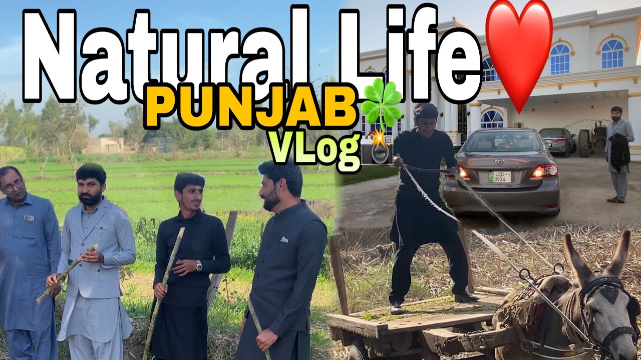 Dihat Ka Desi Mahool🌻| France 🇫🇷Sahi Ha Ya Punjab🇵🇰? | Bhalwal Sargodha | 