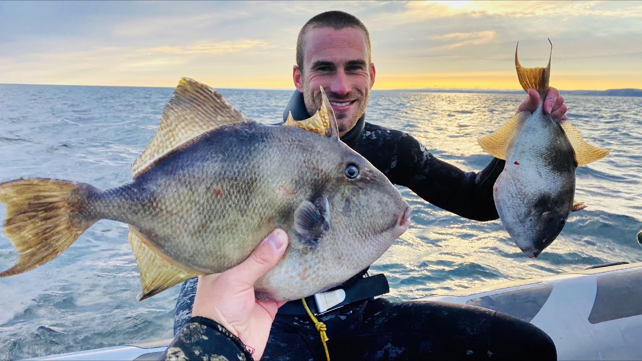Tropical TRIGGERFISH!!! Catch and Cook 