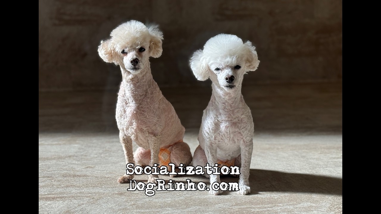 Dog daycare in Japan DogRinho 犬の保育園　20260221