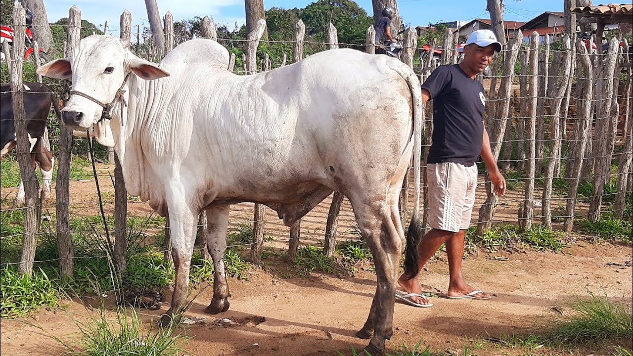FEIRA DO GADO SÃO BENEDITO CEARÁ 21/02/26