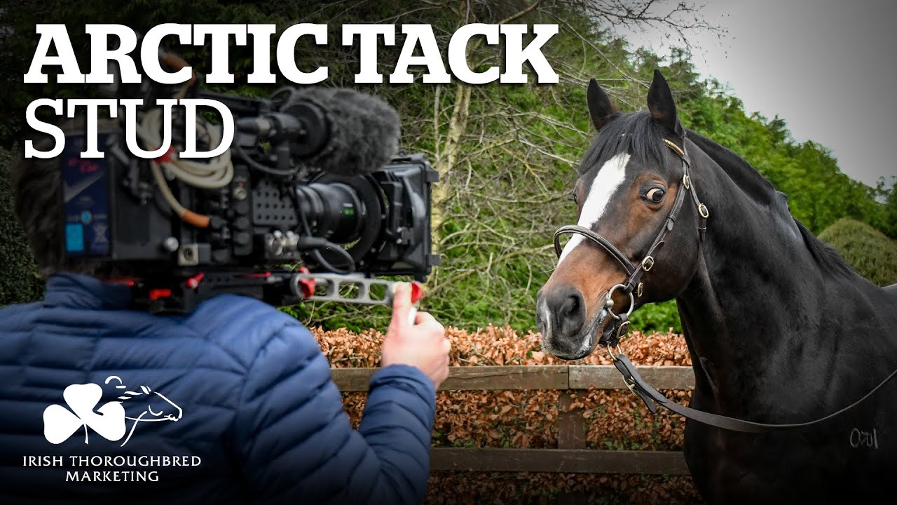 Irish Stallion Showcase 2021 - Arctic Tack Stud