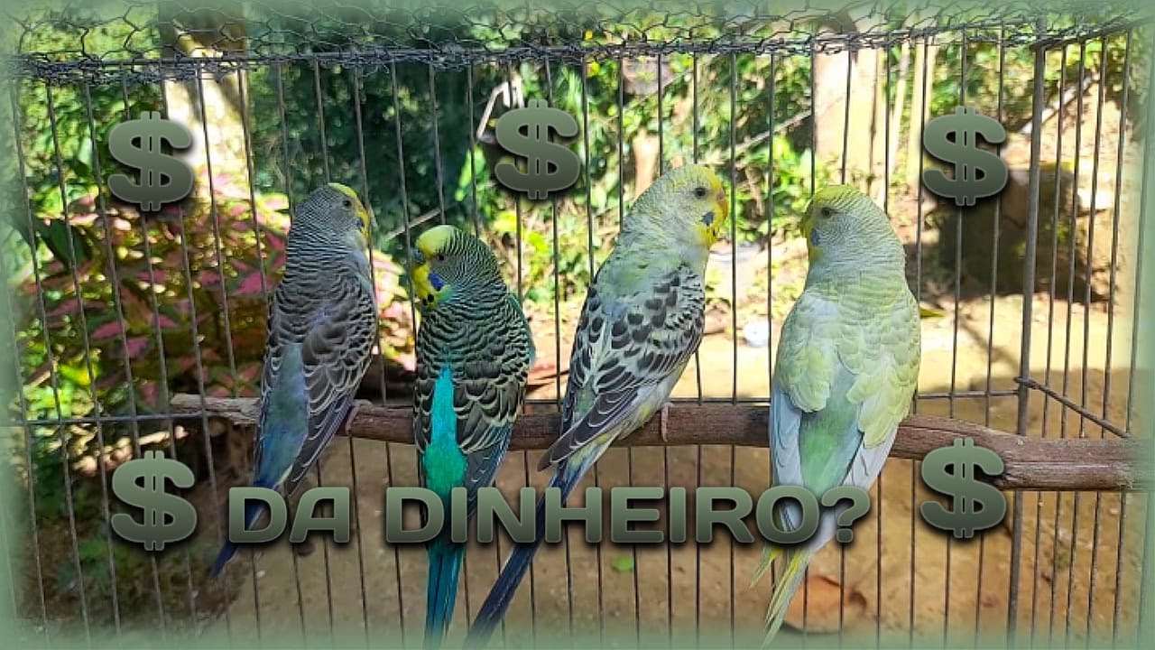 PERIQUITO AUSTRALIANO DA DINHEIRO??