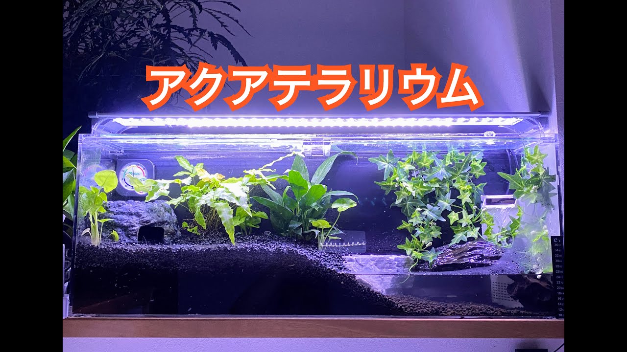 やはりアクアテラリウム!!　この環境で繁殖まで行けたらいいなぁ～#アカメカブトトカゲ#カブトトカゲ#モトイカブトトカゲ