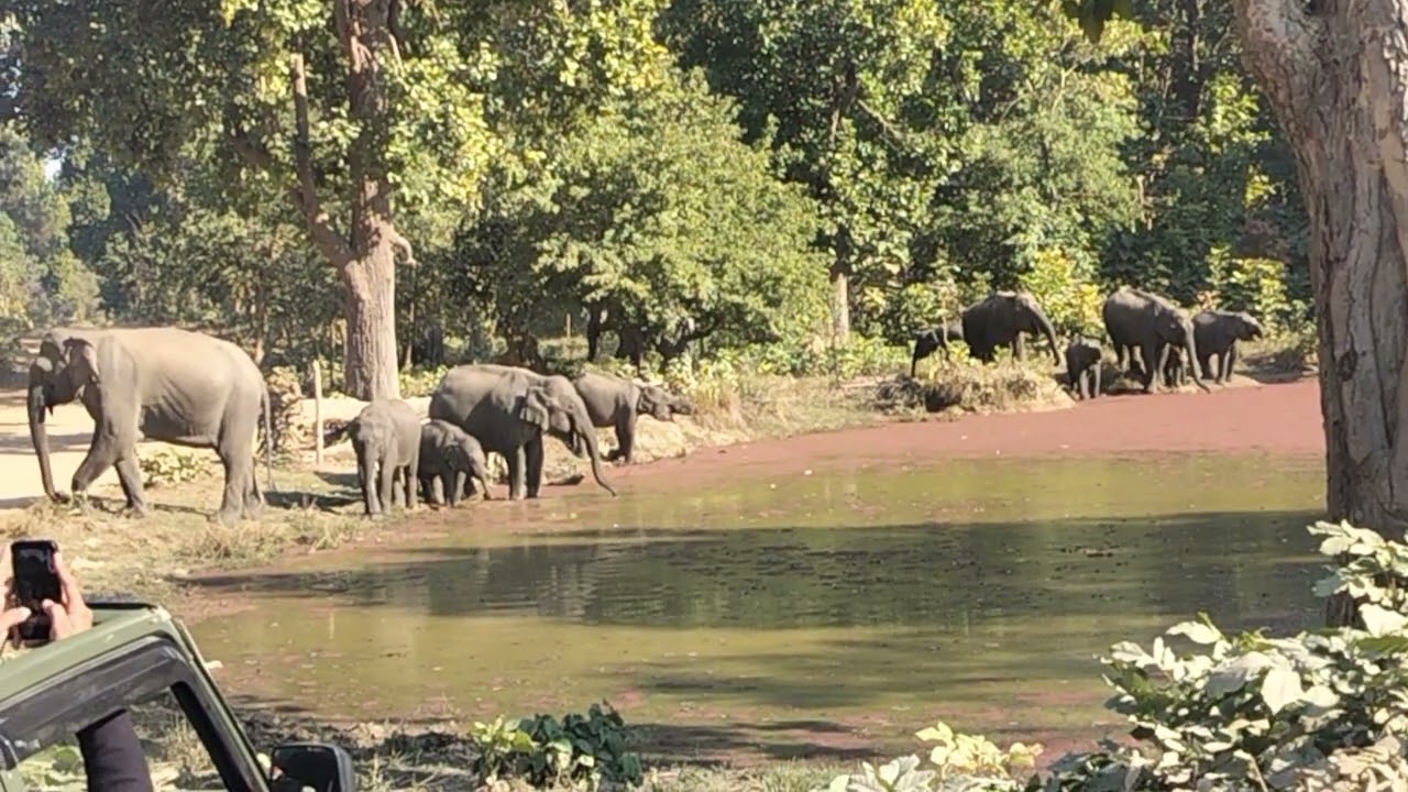 During your touring in Jim Corbett buffer area you may see these beautiful mix group.